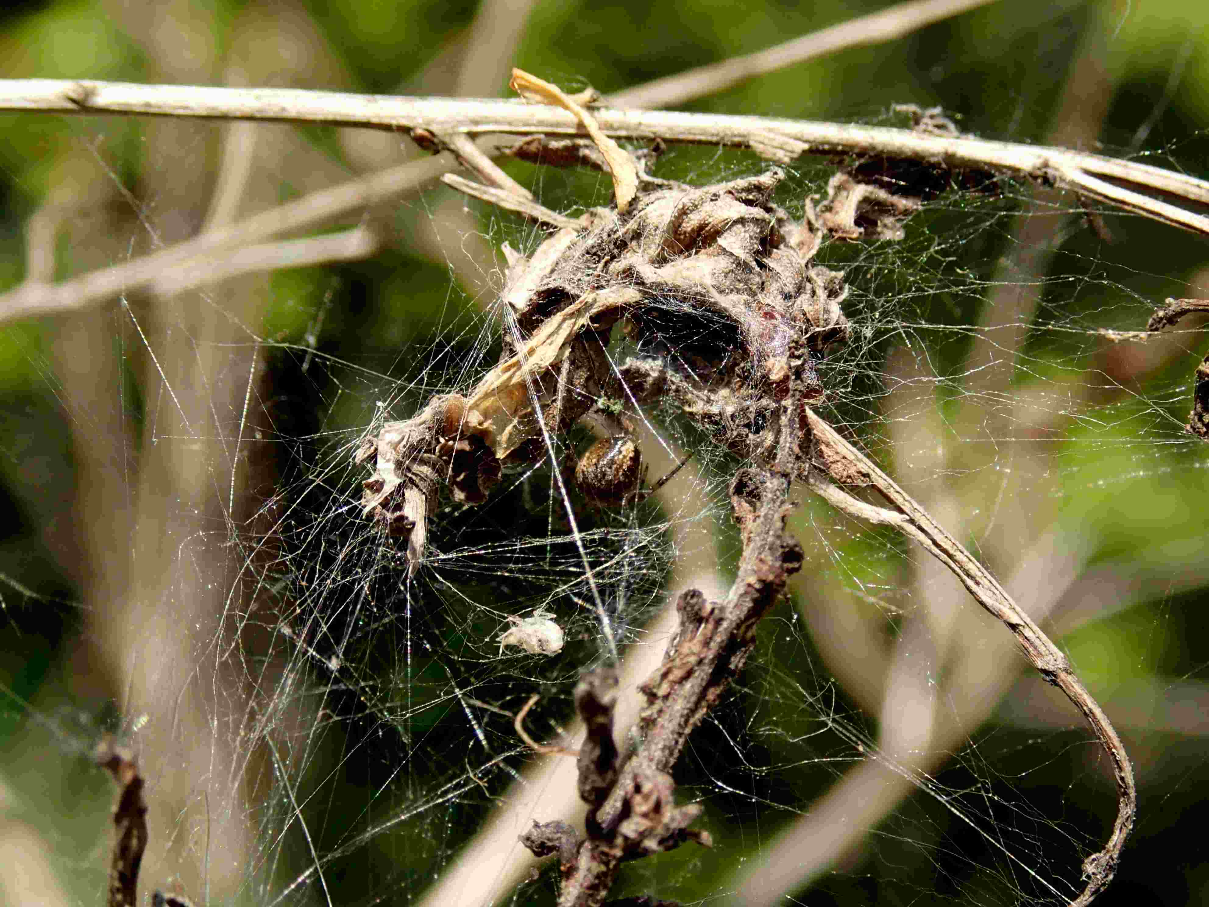 Tetragnatha sp. e Theridiidae - Lughignano (TV)